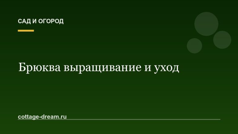 Брюква выращивание и уход