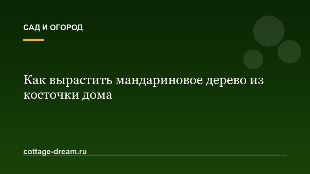Как вырастить мандариновое дерево из косточки дома