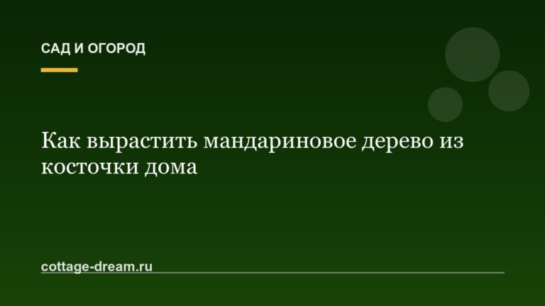 Как вырастить мандариновое дерево из косточки дома