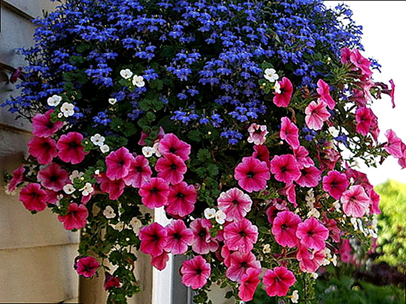 Ампельная петуния фото