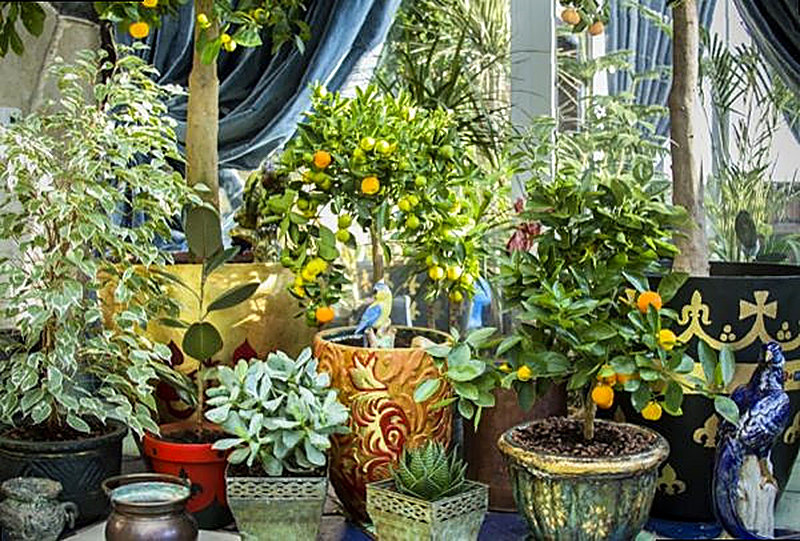 Цитрусовый зимний сад в квартире