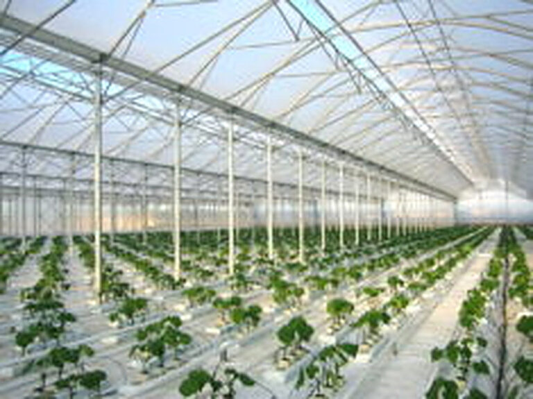 Фермерские теплицы под ключ цена с отоплением