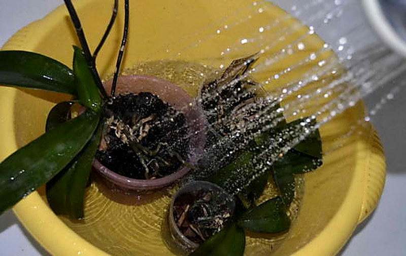 Горячий полив орхидей