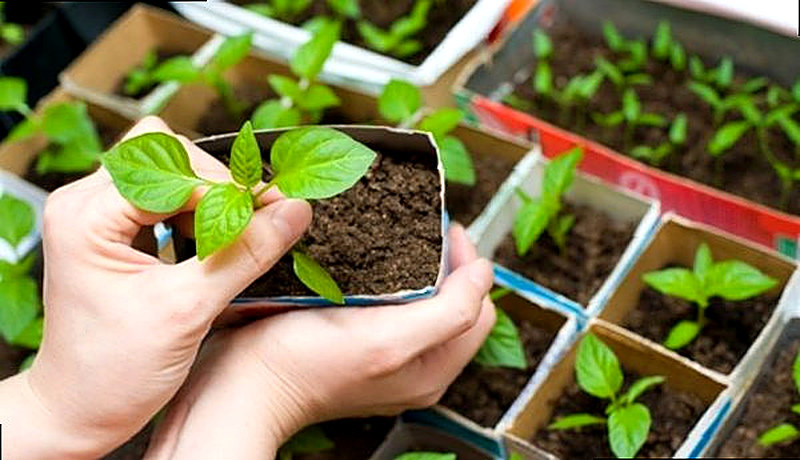 Готовим землю для пикировки