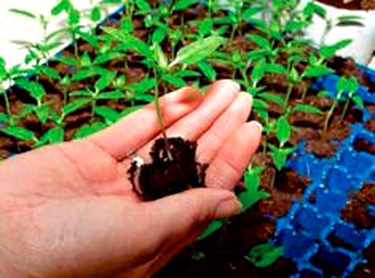 Как пикировать перец и баклажаны