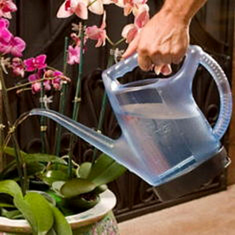 Как правильно поливать орхидеи в домашних условиях видео