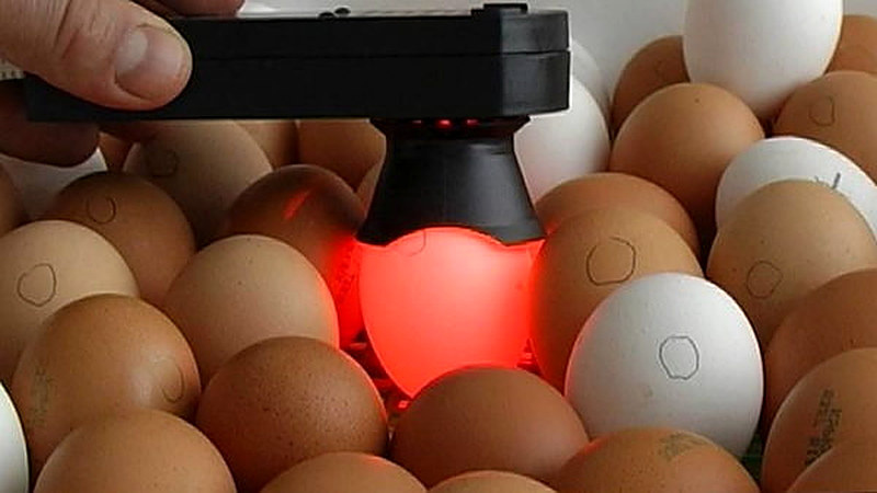 Как собирать яйца для инкубатора