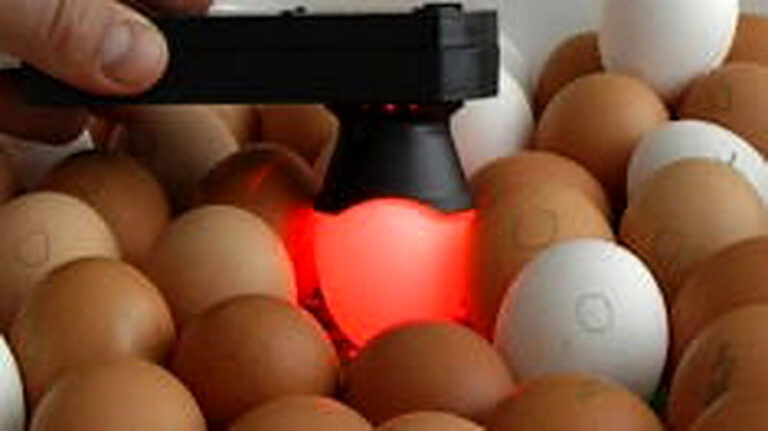 Как выбрать яйца для закладки в инкубатор