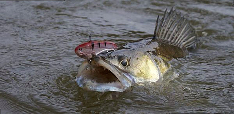 Как выбрать места ловли судака