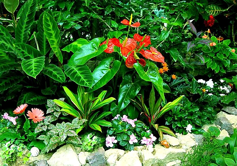 Как выбрать растения для зимнего сада