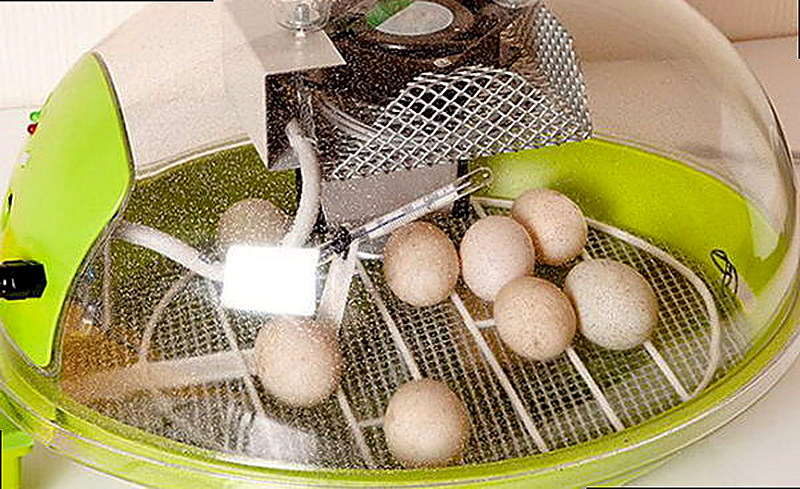 Как закладывать яйца в инкубатор