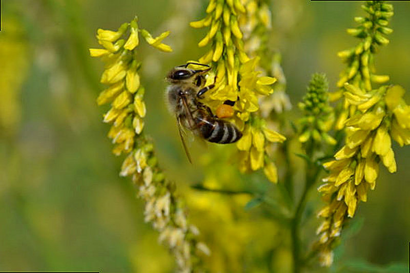 Медоносное растение белый и жёлтый Донник