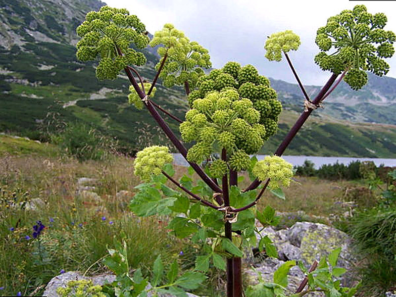 Медоносное растение Дягиль