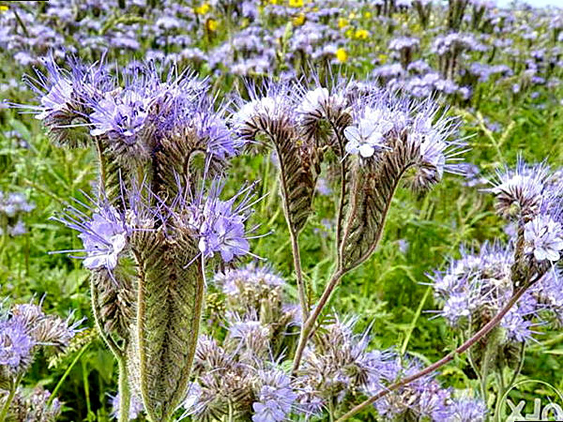Медоносное растение Фацелия