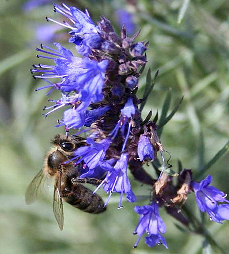 Медоносное растение Иссоп