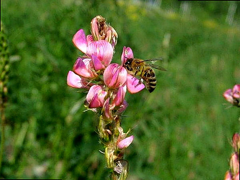 Медоносное растение Экспарцет