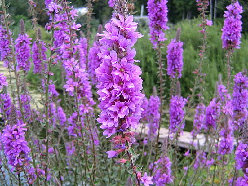 Медоносное растение Котовник Кошачий