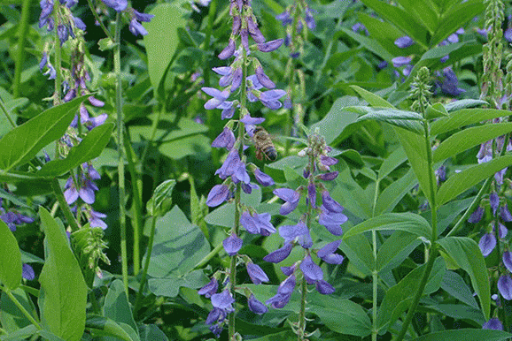 Медоносное растение Козлятник восточный