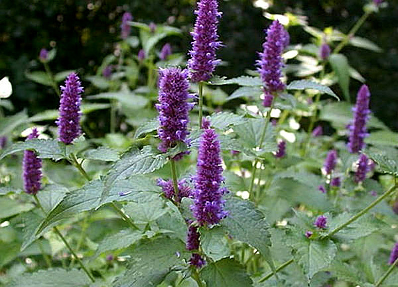 Медоносное растение Лофант