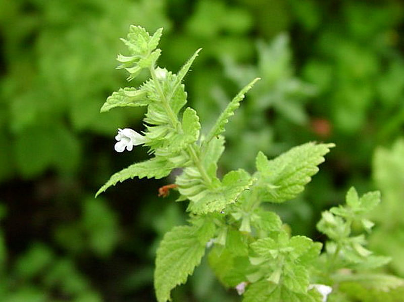 Медоносное растение Мелисса