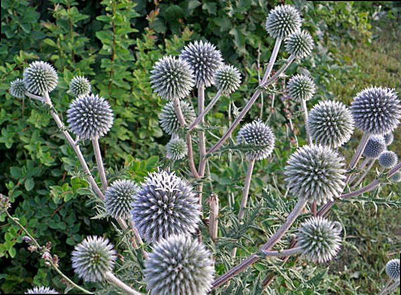 Медоносное растение Мордовник шароголовый