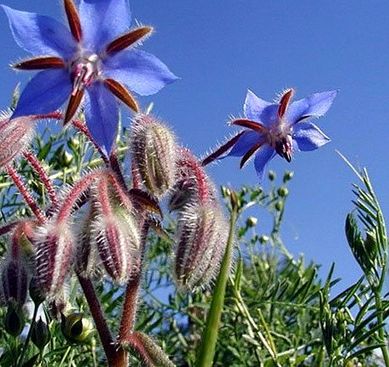 Медоносное растение Огуречная трава