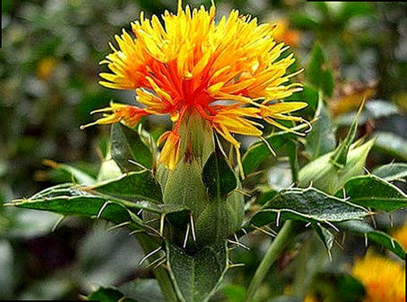 Медоносное растение Сафлора