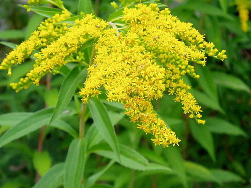 Medonosnoe rastenie Zolotarnik