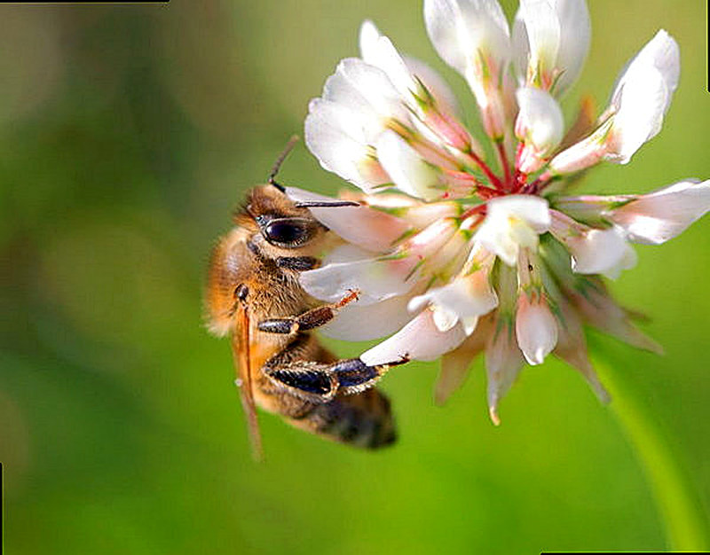 Медоносное растение клевер