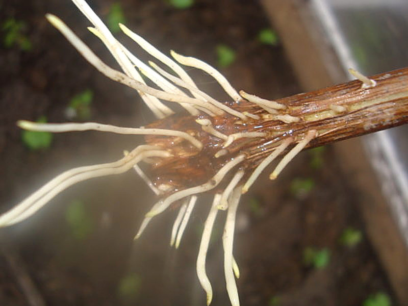 Натуральные корнеобразователи