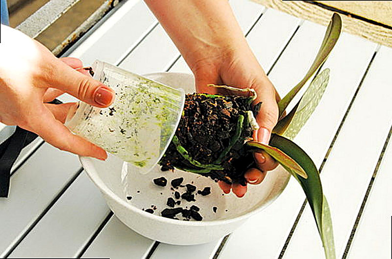 Пересадка орхидеи фаленопсис последовательность