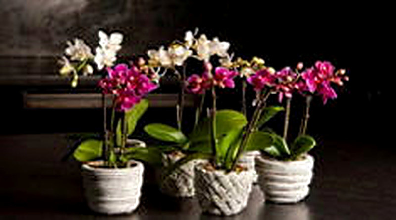 Пересадка орхидеи фаленопсис в домашних условиях пошагово