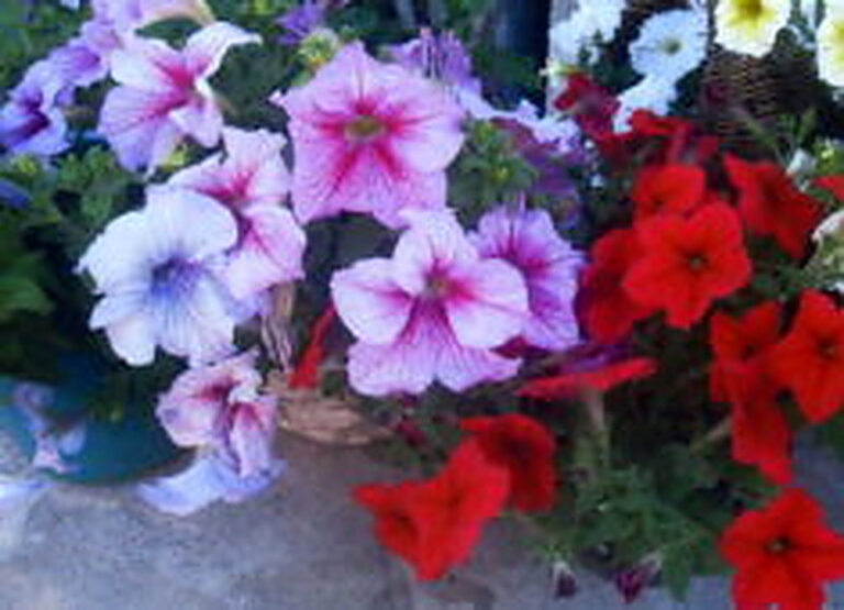 Петуния каскадная и ампельная отличия