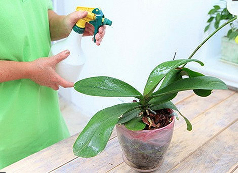 Полив орхидеи методом опрыскивания