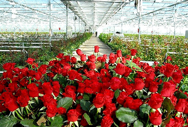 Vyrashhivanie roz v teplice na prodazhu