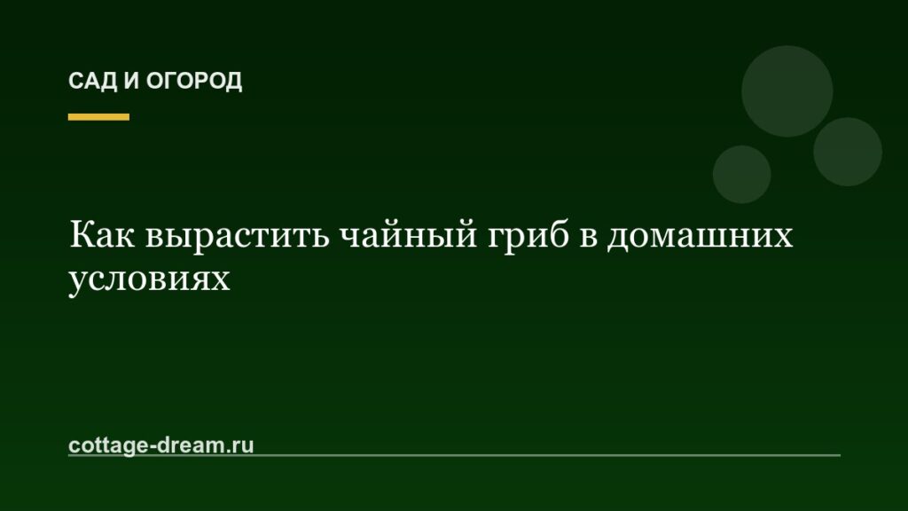 Как вырастить чайный гриб в домашних условиях