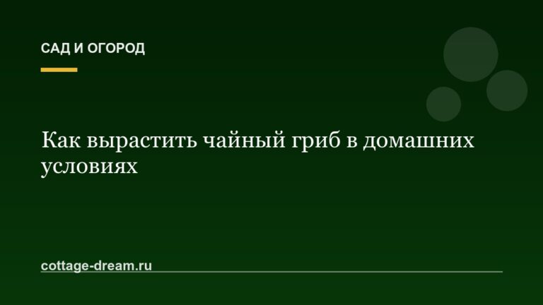 Как вырастить чайный гриб в домашних условиях