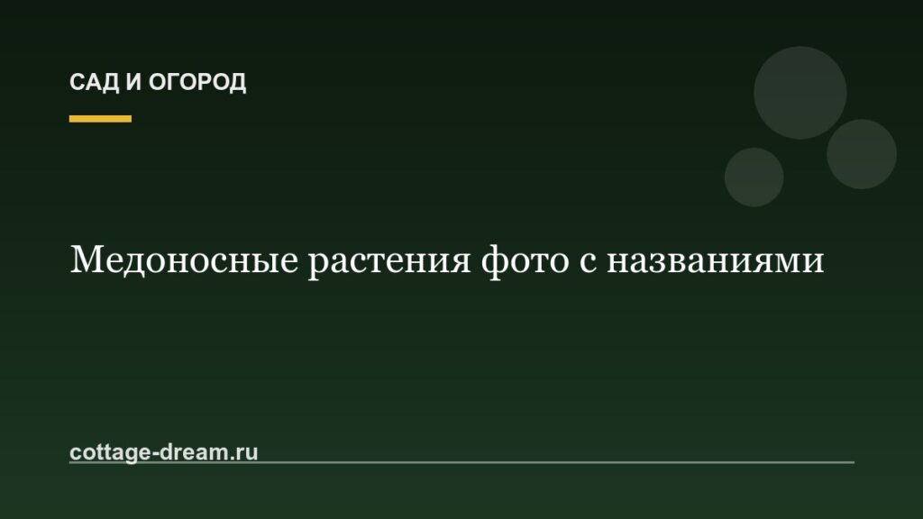 Медоносные растения фото с названиями