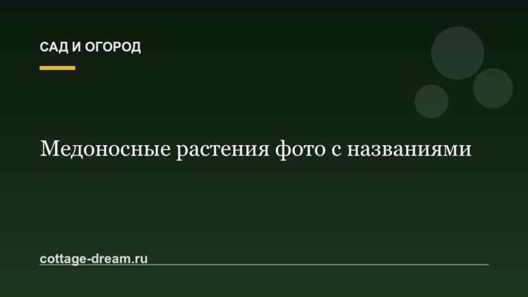 Медоносные растения фото с названиями