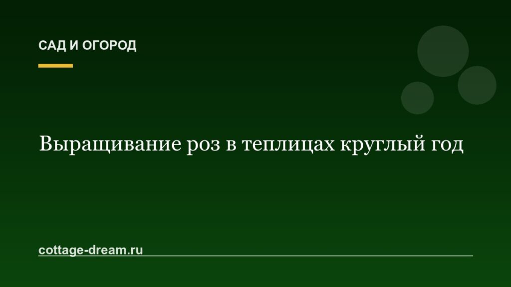 Выращивание роз в теплицах круглый год