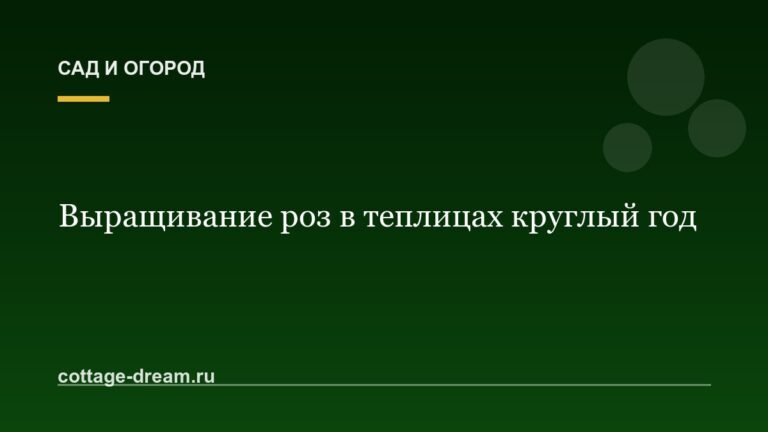 Выращивание роз в теплицах круглый год