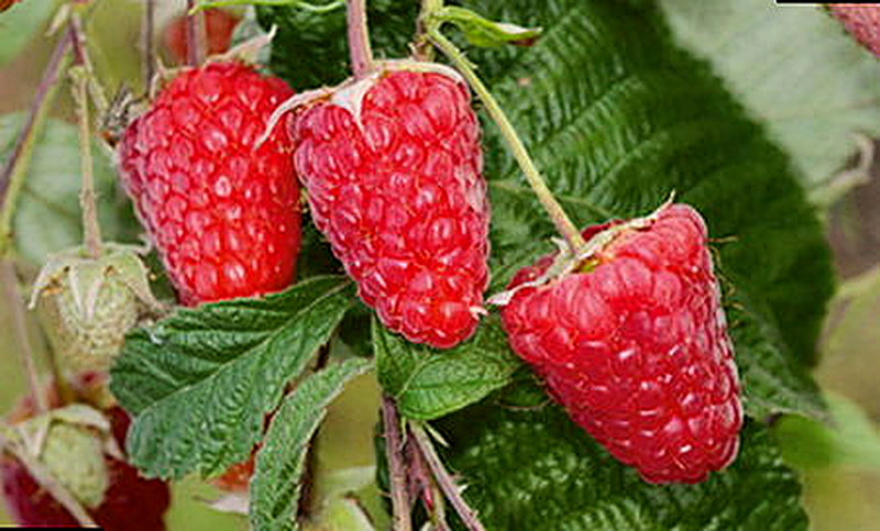 Бриллиантовый сорт ремонтантной малины фото