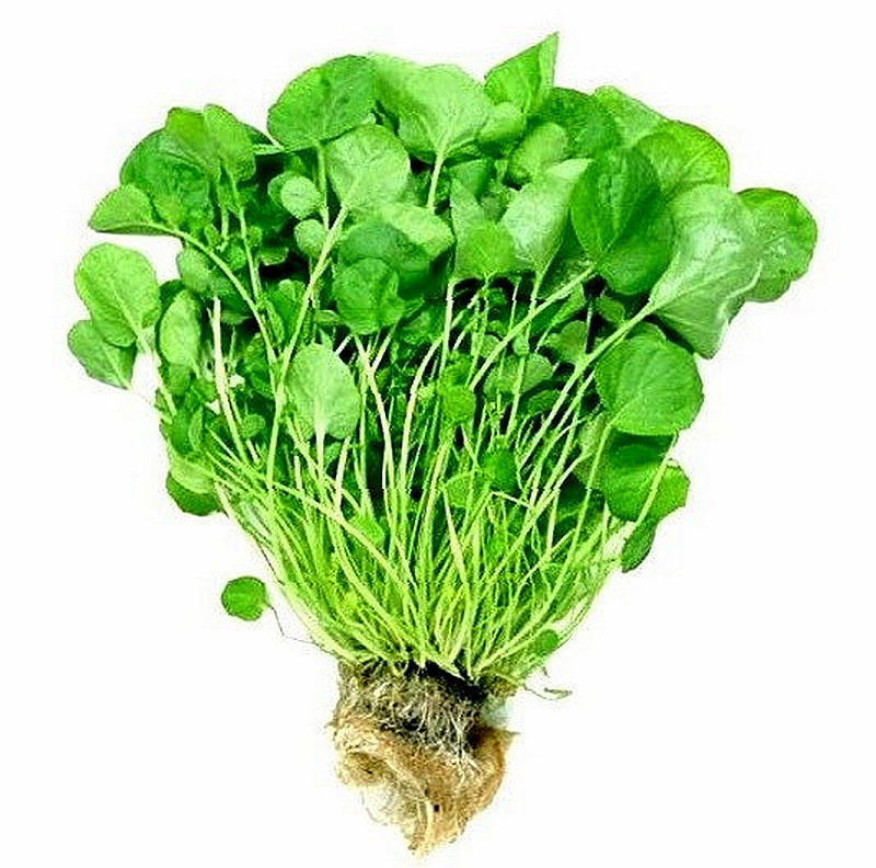 Кресс-салат