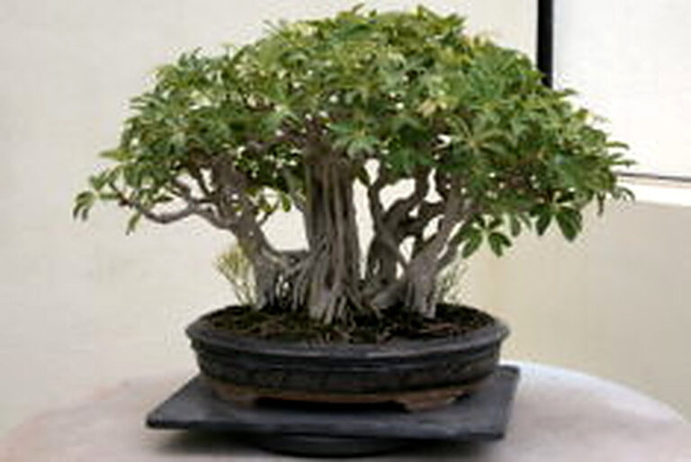 Шеффлера цветок уход в домашних условиях