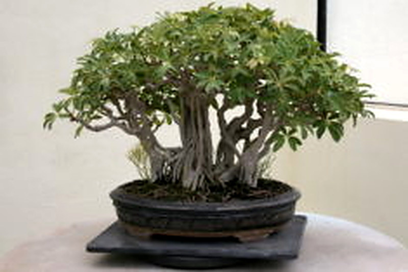 Шеффлера цветок уход в домашних условиях