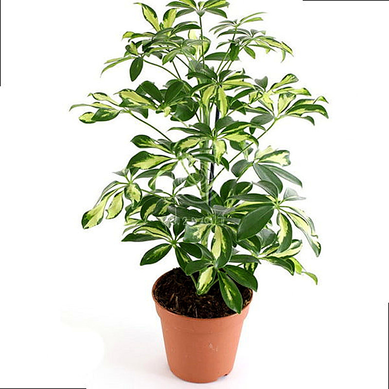 Шеффлера как пересадить