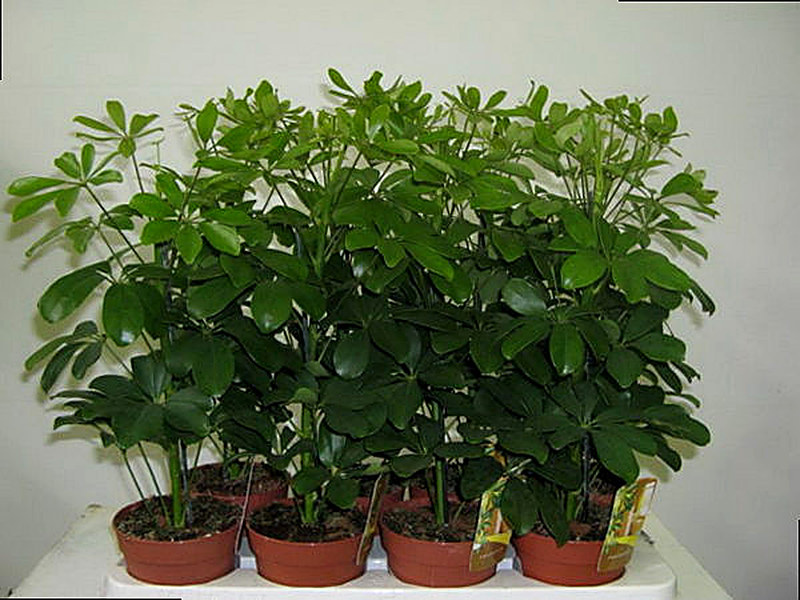 Шеффлера как ухаживать