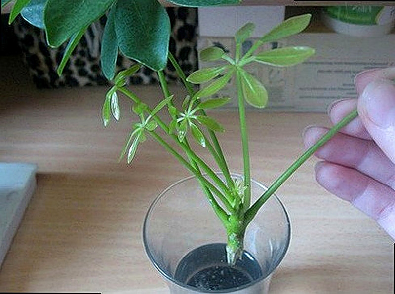 Шеффлера размножение черенками