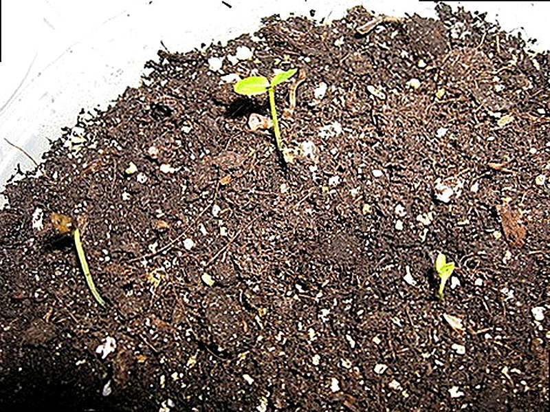 Шеффлера размножение семенами