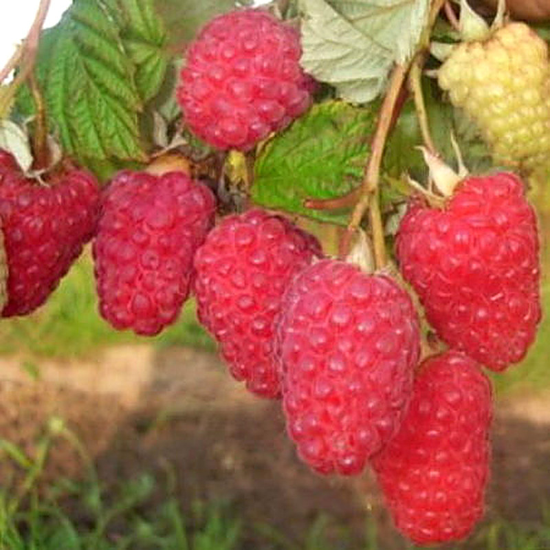 Сорт малины Феномен фото